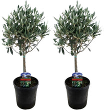 Lade das Bild in den Galerie-Viewer, Echte 2x Olivenbäume 50-60 / 70-90 cm Höhe im Doppelpack.
