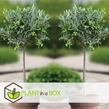 Lade das Bild in den Galerie-Viewer, Echte 2x Olivenbäume 50-60 / 70-90 cm Höhe im Doppelpack.