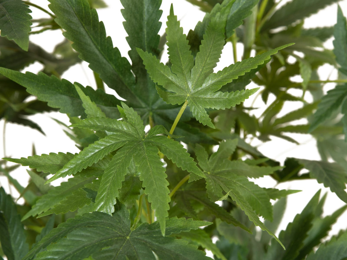 Künstliche Hanfpflanze Cannabis-Pflanze Marihuana Haschpflanze 1,50 Me –  Sunrise