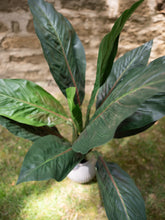 Lade das Bild in den Galerie-Viewer, Mangoldbusch, künstlich, 45cm
