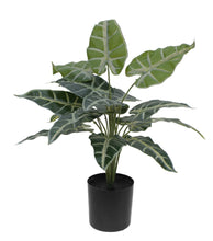 Lade das Bild in den Galerie-Viewer, Caladium Pflanze 38 cm