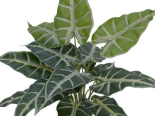 Lade das Bild in den Galerie-Viewer, Caladium Pflanze 38 cm