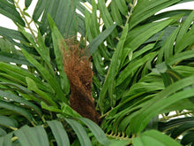Lade das Bild in den Galerie-Viewer, Künstliche Areca Strauchpalme 1,40 Meter