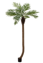 Lade das Bild in den Galerie-Viewer, Phönixpalmen mit gebogenem Stamm, mit seidenen Palmenwedeln. 240 cm Höhe.