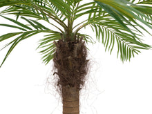 Lade das Bild in den Galerie-Viewer, Phönixpalmen mit gebogenem Stamm, mit seidenen Palmenwedeln. 240 cm Höhe.
