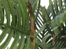 Lade das Bild in den Galerie-Viewer, Künstliche Kentia-Palme 1,40 Meter mit 19 Palmwedeln