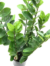 Lade das Bild in den Galerie-Viewer, Künstliche Zamifolia 70 cm