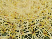 Lade das Bild in den Galerie-Viewer, Künstlicher Goldkugelkaktus 27 bzw. 37 cm