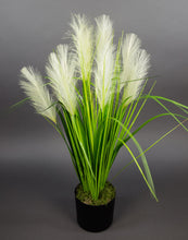 Lade das Bild in den Galerie-Viewer, Palmengrasbusch 75 cm im Topf