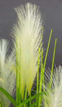 Lade das Bild in den Galerie-Viewer, Palmengrasbusch 75 cm im Topf