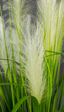 Lade das Bild in den Galerie-Viewer, Palmengrasbusch 75 cm im Topf
