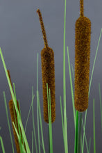 Lade das Bild in den Galerie-Viewer, Schilfgras 100cm im Topf