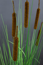 Lade das Bild in den Galerie-Viewer, Schilfgras 100cm im Topf