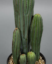 Lade das Bild in den Galerie-Viewer, Säulenkaktus 42cm im Topf