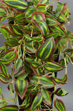 Lade das Bild in den Galerie-Viewer, Melonenblattranke / Tradescantiaranke Real Touch 65 cm