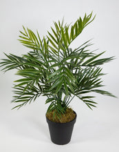 Lade das Bild in den Galerie-Viewer, Palmenbusch 42cm