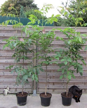 Lade das Bild in den Galerie-Viewer, Echter Walnussbaum - Juglans regia - Winterharte Pflanze 150-170cm.