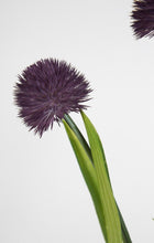 Lade das Bild in den Galerie-Viewer, Alliumpflanze 60 cm lila im Topf
