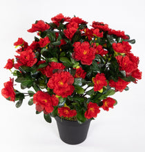 Lade das Bild in den Galerie-Viewer, Große Azalee im Topf 36 cm Höhe 56 Blüten rot
