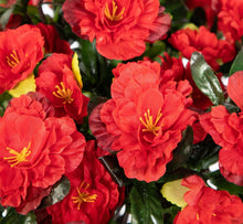 Lade das Bild in den Galerie-Viewer, Azalea im Töpfchen 24 cm - 34 cm Höhe rot