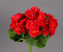 Lade das Bild in den Galerie-Viewer, Geranie (ohne Topf) 26 cm - 36 cm Höhe rot
