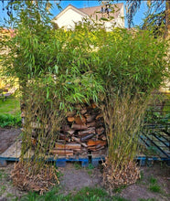 Lade das Bild in den Galerie-Viewer, 2x echter Bambus 200 cm Höhe Fargesia robusta für ein fernöstliches Flair. Bildet keine Rhizome / Flachwurzeln.