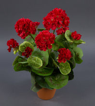 Lade das Bild in den Galerie-Viewer, Geranie (ohne Topf) 26 cm - 36 cm Höhe rot
