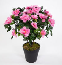 Lade das Bild in den Galerie-Viewer, Azalee im Töpfchen 24 cm - 34 cm Höhe pink