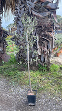 Lade das Bild in den Galerie-Viewer, Echte 2x Olivenbäume 140-180 cm Höhe im Doppelpack. Pflanze in der Box! Beste Qualität. Robust.