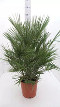 Lade das Bild in den Galerie-Viewer, Echte Palme "Vulcano" 90-100 cm Zwergpalme Chamaerops Humilis, winterhart bis -12°C