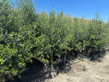 Lade das Bild in den Galerie-Viewer, Echter, 45 Jahre alter Olivenbaum 220 cm Höhe, dicke Stämme, beste Qualität. Winterhart.