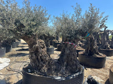 Lade das Bild in den Galerie-Viewer, Echter, 300 Jahre alter Olivenbaum 260 cm Höhe, dicke Stämme, beste Qualität. Winterhart.