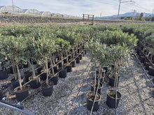 Lade das Bild in den Galerie-Viewer, Olivenbaum mit Stamm, Olive 100-120 cm hoch, beste Qualität, Olea Europaea. Premiumqualität.