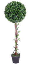 Lade das Bild in den Galerie-Viewer, Kirschlorbeerkugelbaum mit Naturstamm 130 cm