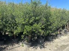 Lade das Bild in den Galerie-Viewer, Echter, 45 Jahre alter Olivenbaum 220 cm Höhe, dicke Stämme, beste Qualität. Winterhart.