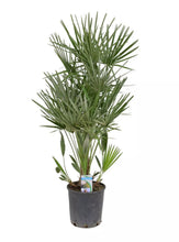 Lade das Bild in den Galerie-Viewer, Echte Palme "Vulcano" 90-100 cm Zwergpalme Chamaerops Humilis, winterhart bis -12°C