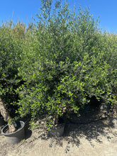 Lade das Bild in den Galerie-Viewer, Echter, 45 Jahre alter Olivenbaum 220 cm Höhe, dicke Stämme, beste Qualität. Winterhart.