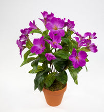 Lade das Bild in den Galerie-Viewer, Hibiskus im Topf 40 cm lila