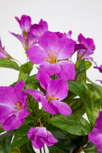 Lade das Bild in den Galerie-Viewer, Hibiskus im Topf 40 cm lila