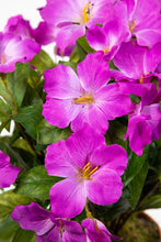 Lade das Bild in den Galerie-Viewer, Hibiskus im Topf 40 cm lila