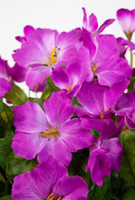 Lade das Bild in den Galerie-Viewer, Hibiskus im Topf 40 cm lila