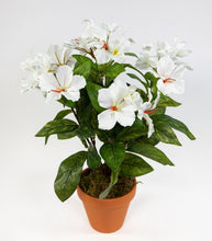 Lade das Bild in den Galerie-Viewer, Hibiskus im Topf 40 cm weiß