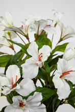 Lade das Bild in den Galerie-Viewer, Hibiskus im Topf 40 cm weiß