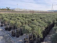 Lade das Bild in den Galerie-Viewer, Olivenbaum mit Stamm, Olive 100-120 cm hoch, beste Qualität, Olea Europaea. Premiumqualität.