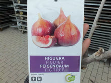 Lade das Bild in den Galerie-Viewer, Echter Feigenbaum 180 cm Obstbaum winterhart kräftiger Stamm, Ficus Carica
