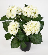 Lade das Bild in den Galerie-Viewer, Hortensienbusch weiß-creme, 42 cm, im Topf.