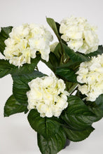 Lade das Bild in den Galerie-Viewer, Hortensienbusch weiß-creme, 42 cm, im Topf.