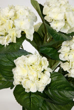 Lade das Bild in den Galerie-Viewer, Hortensienbusch weiß-creme, 42 cm, im Topf.