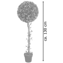 Lade das Bild in den Galerie-Viewer, Kirschlorbeerkugelbaum mit Naturstamm 130 cm