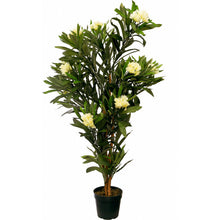 Lade das Bild in den Galerie-Viewer, Künstlicher Oleanderbaum mit Blüten und Seidenblättern. 120 cm. Pflegefrei. Blüten: Creme
